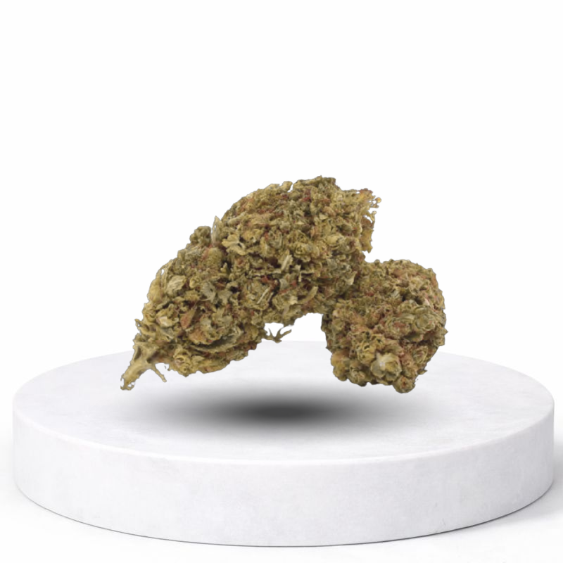 OREOZ CBD Blüten – dichte Hanfblüten mit süßem Cookie-Terpenprofil auf weißem Podest