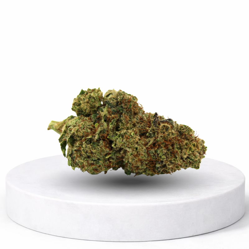 GMO Cookies CBD
GMO Cookies CBD Blüten – kompakte Hanfblüten mit grün-orangenen Trichomen auf weißem Podest