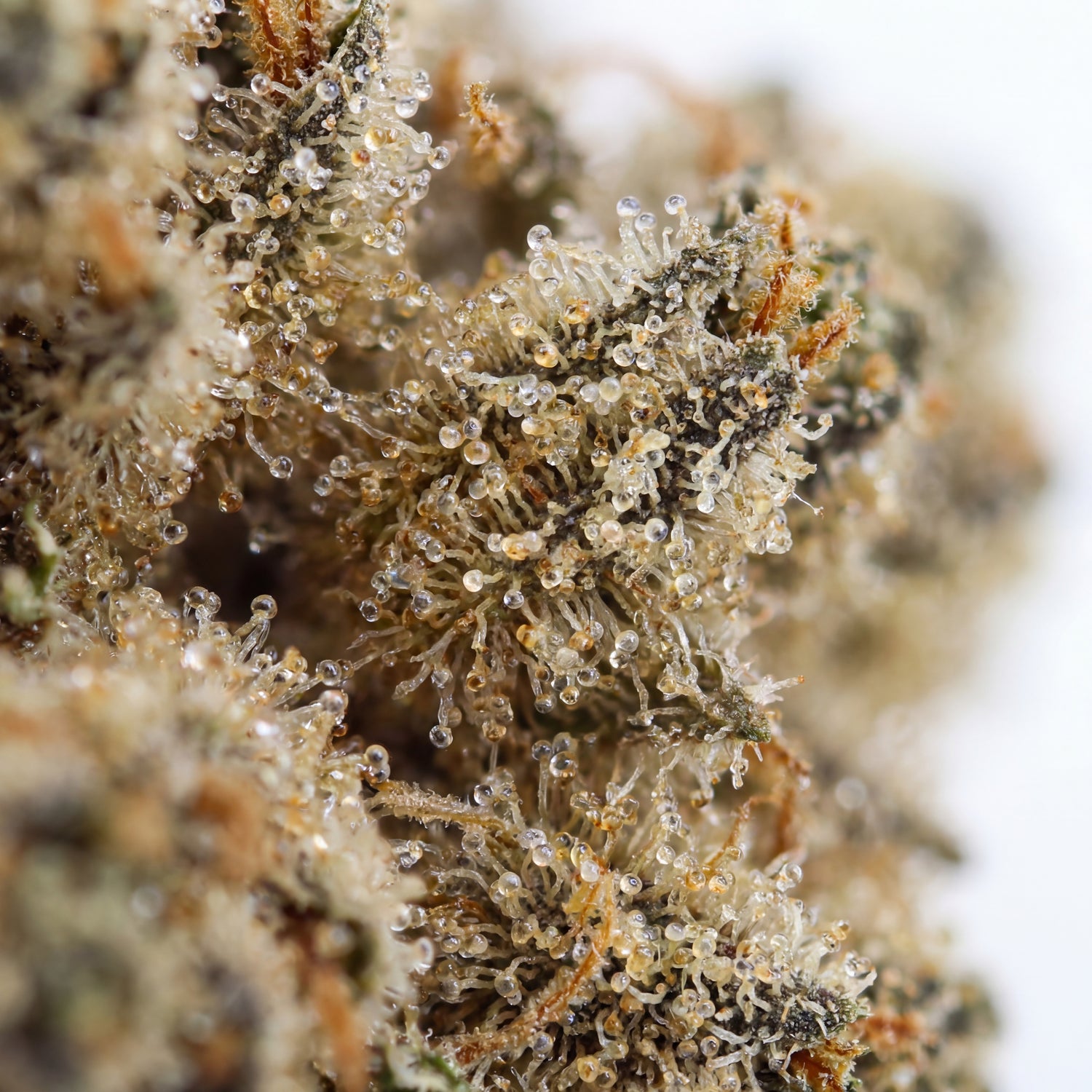 Nahaufne der Trichomen von der Sorte Sour Sherpert